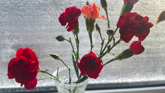 Carnations in a small vase in front of a window