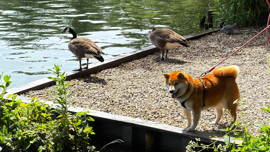 Photo of a shiba inu dog looking out over a lake, with nearby geese